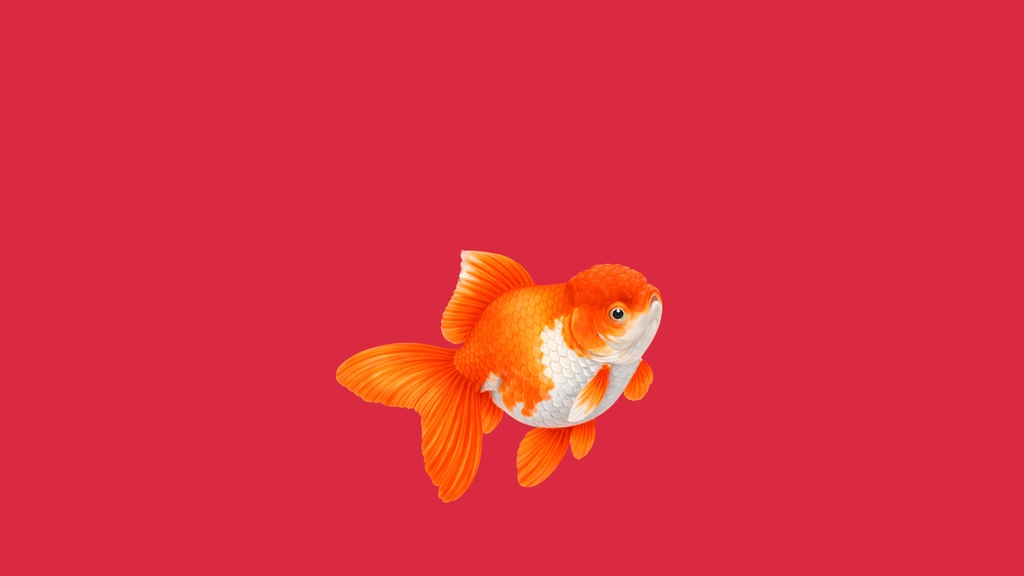 和風背景素材|金魚1号・中央下配置25度・単色5色セット計10点・7680x4320PNG(高解析度・商用利用可)