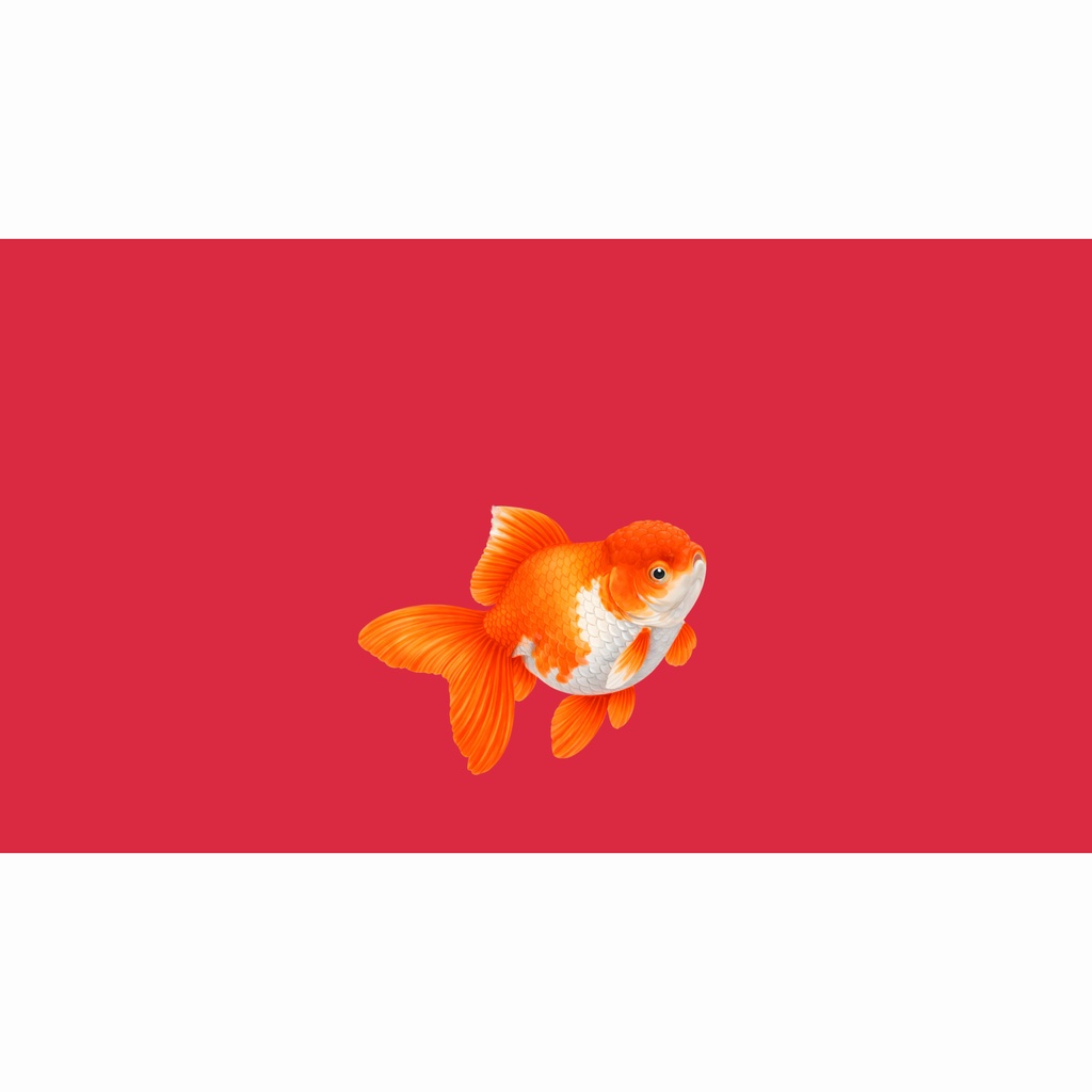 和風背景素材|金魚1号・中央下配置25度・単色5色セット計10点・6000x3375JPEG(軽量版・商用利用可)