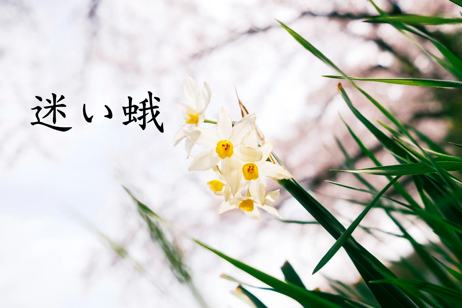 CoCシナリオ【迷い蛾】 - 来来楽々 - BOOTH