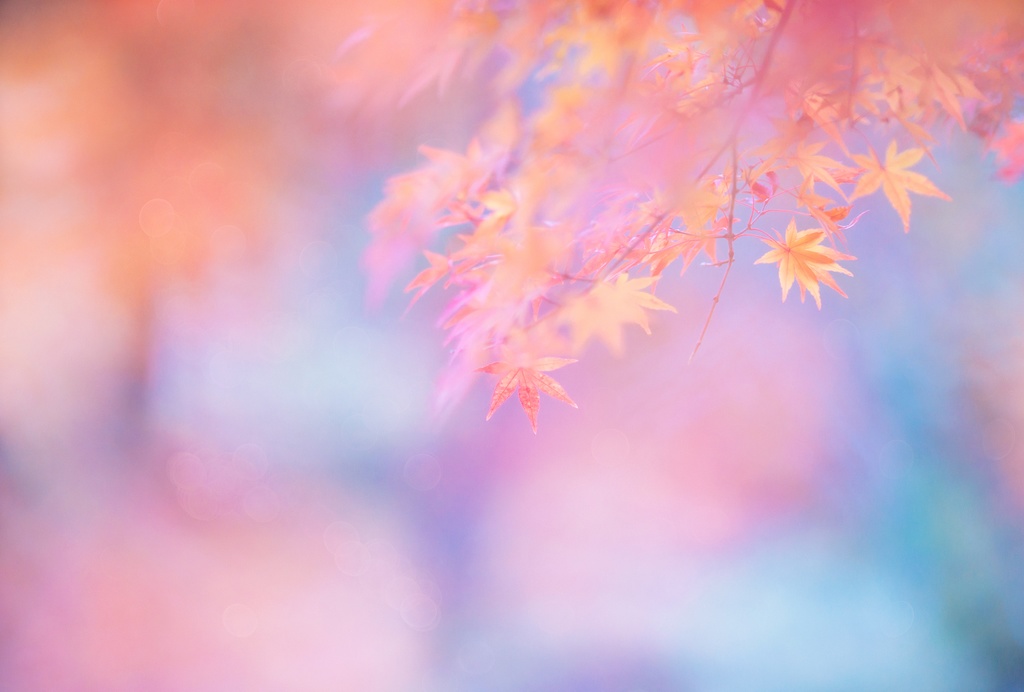 フラワーフォトカレンダー2021