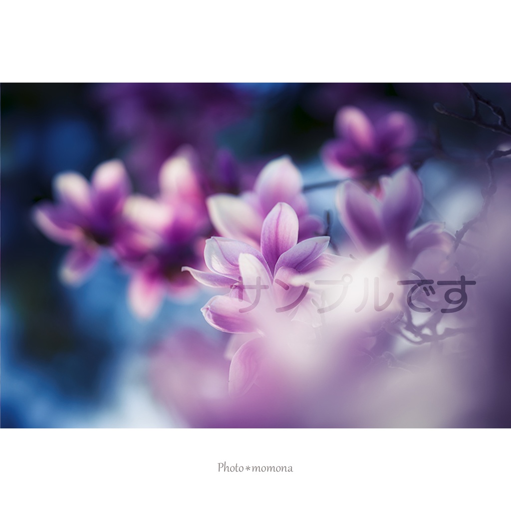 木蓮の透明しおり