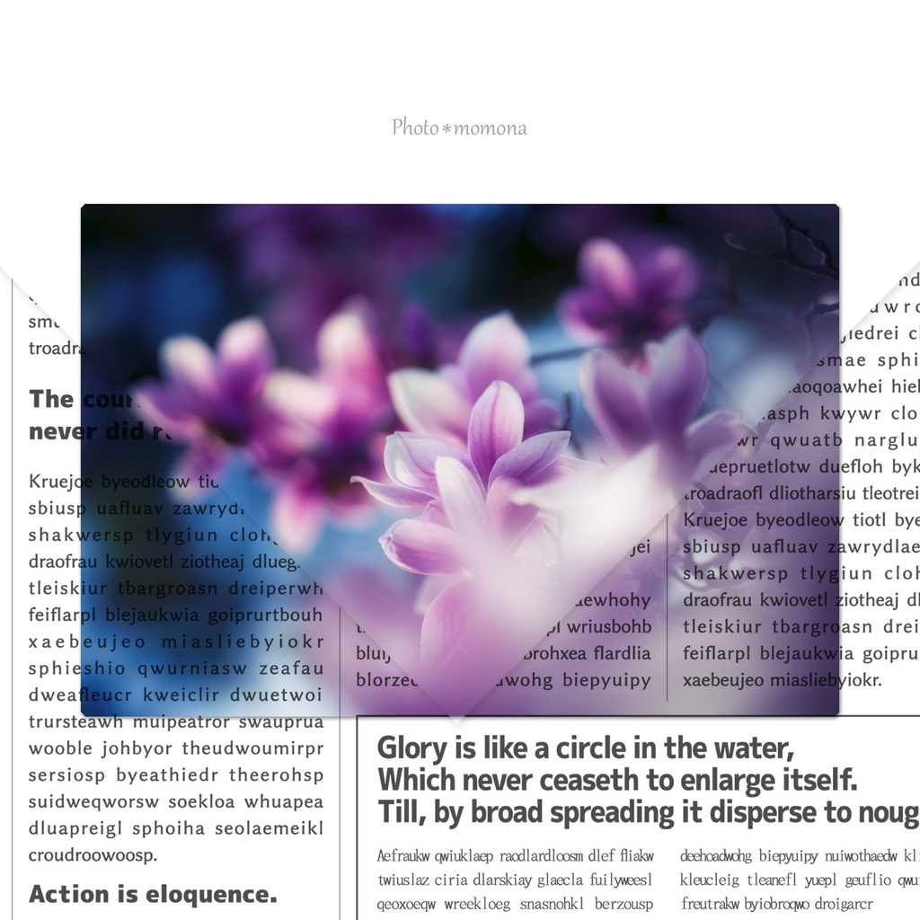 木蓮の透明しおり