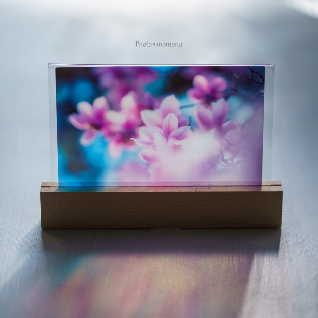 木蓮の透明しおり