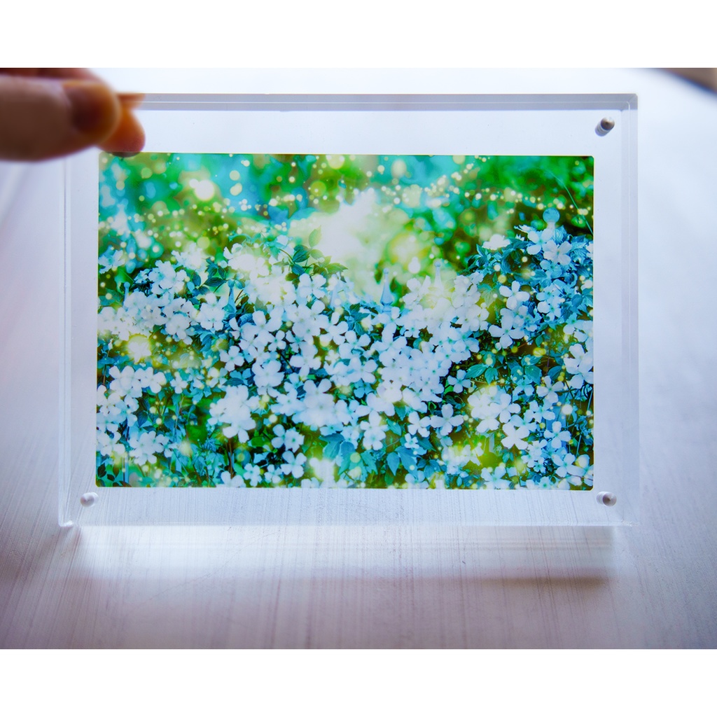 夜のクレマチスの透明しおり