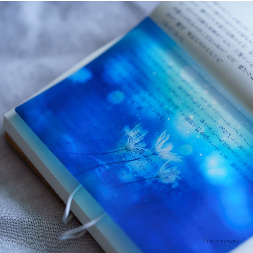 春待ちの雪割一華の透明しおり