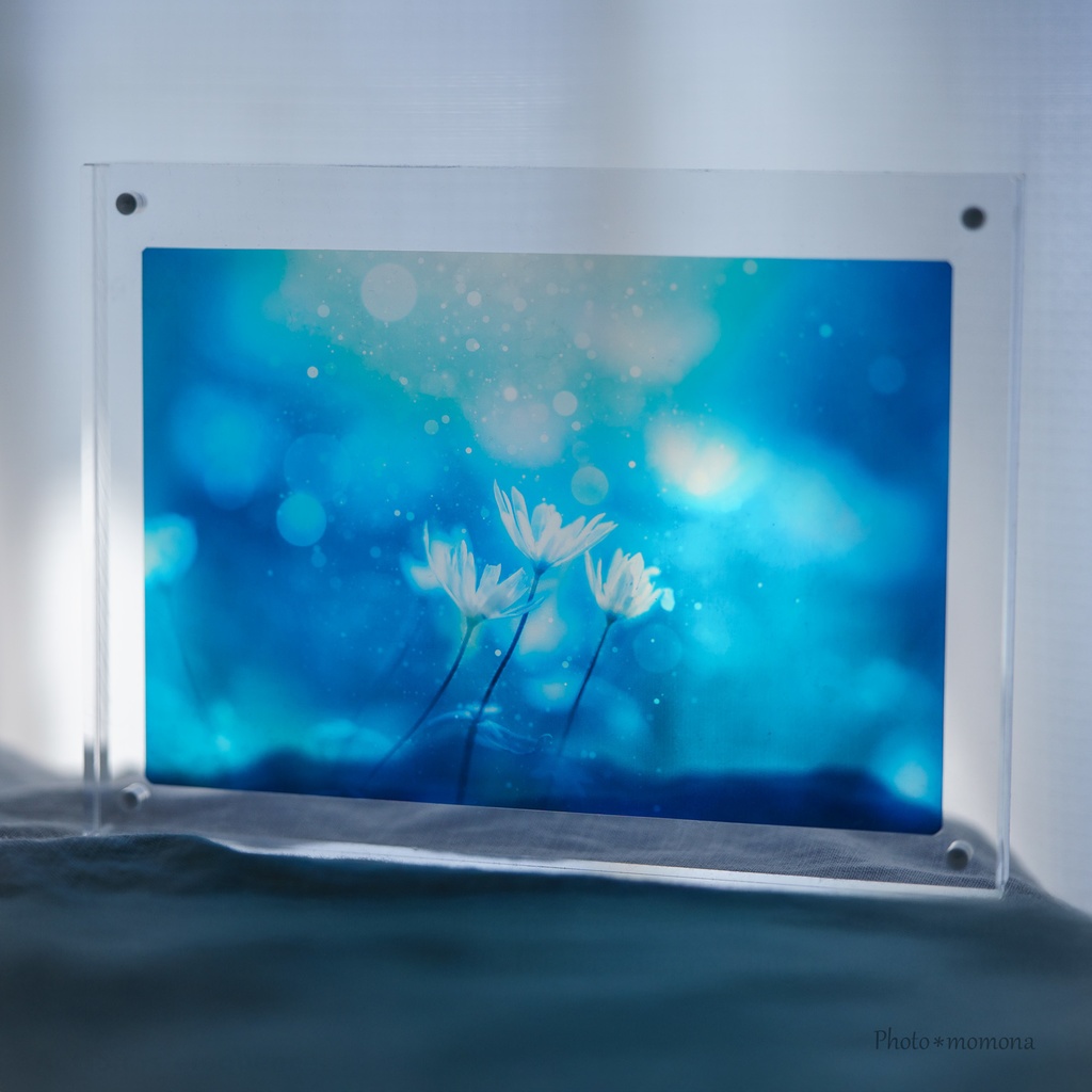 春待ちの雪割一華の透明しおり