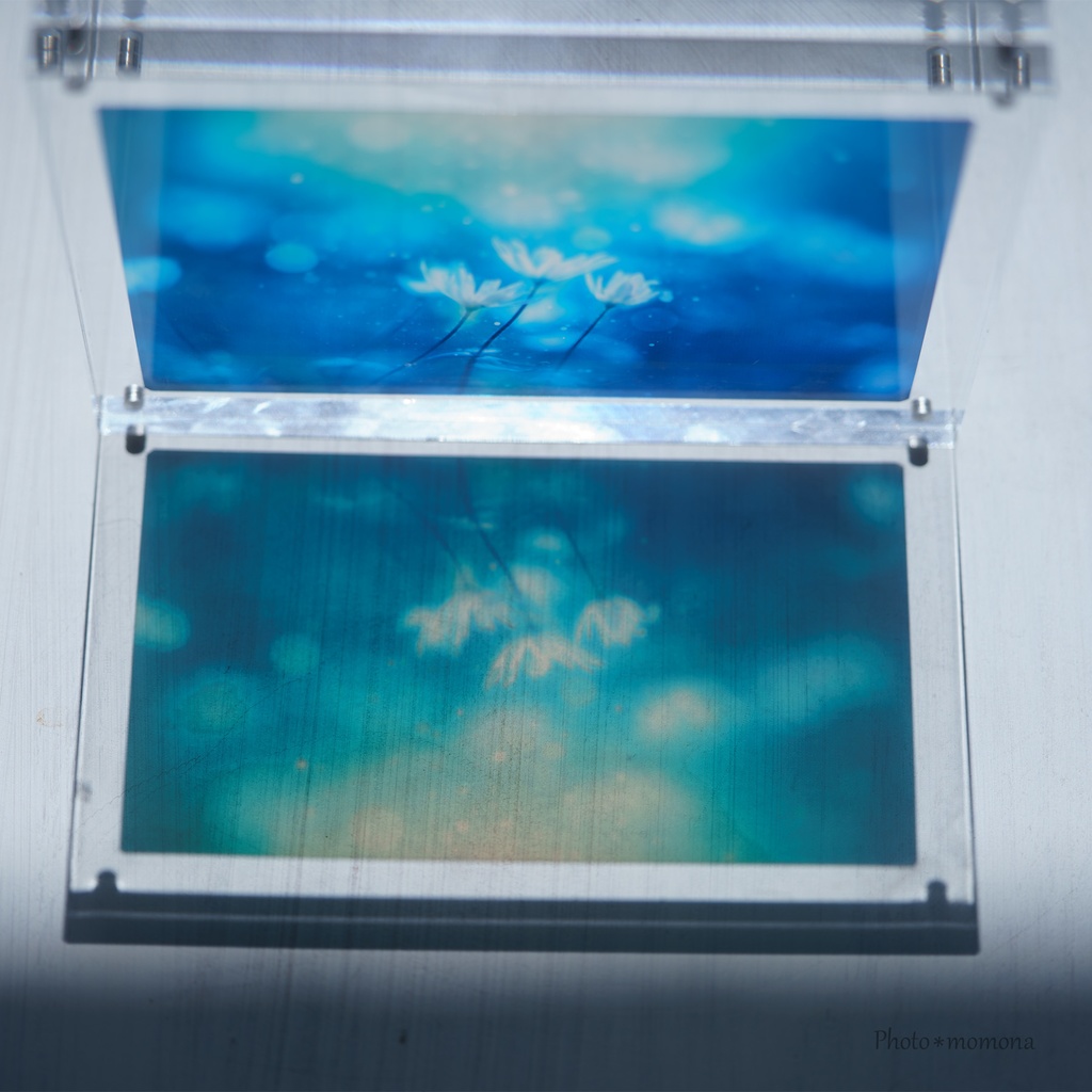 春待ちの雪割一華の透明しおり