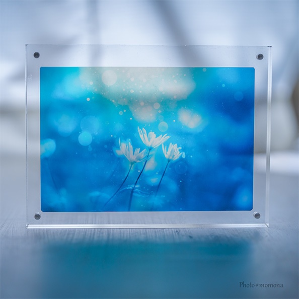 春待ちの雪割一華の透明しおり