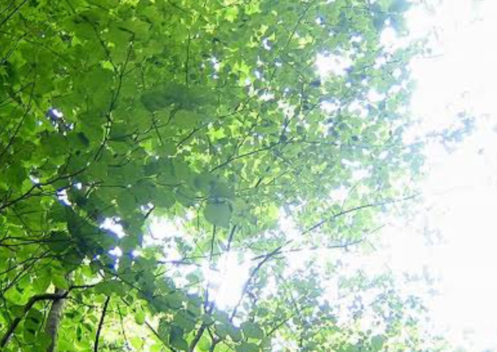 Hideandseek【12/25発売】