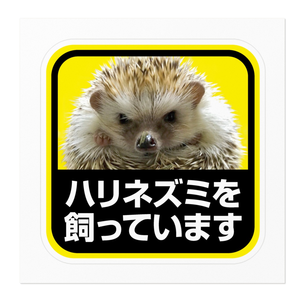 ハリネズミを飼っています