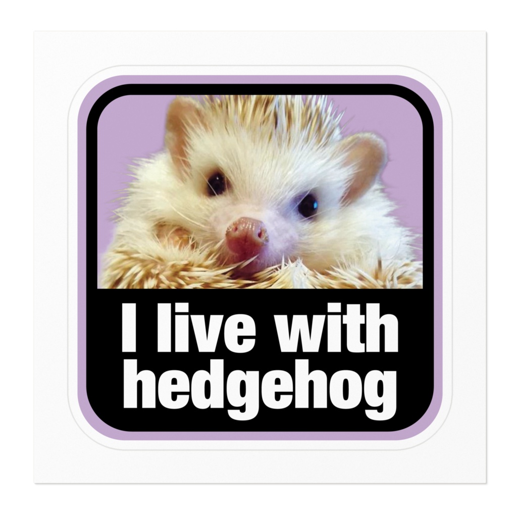 I live with hedgehog
