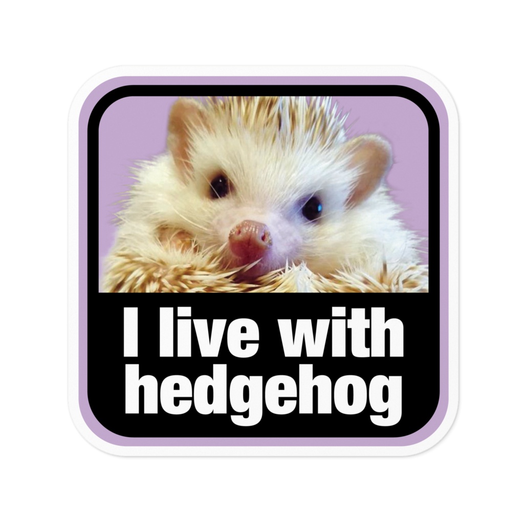 I live with hedgehog