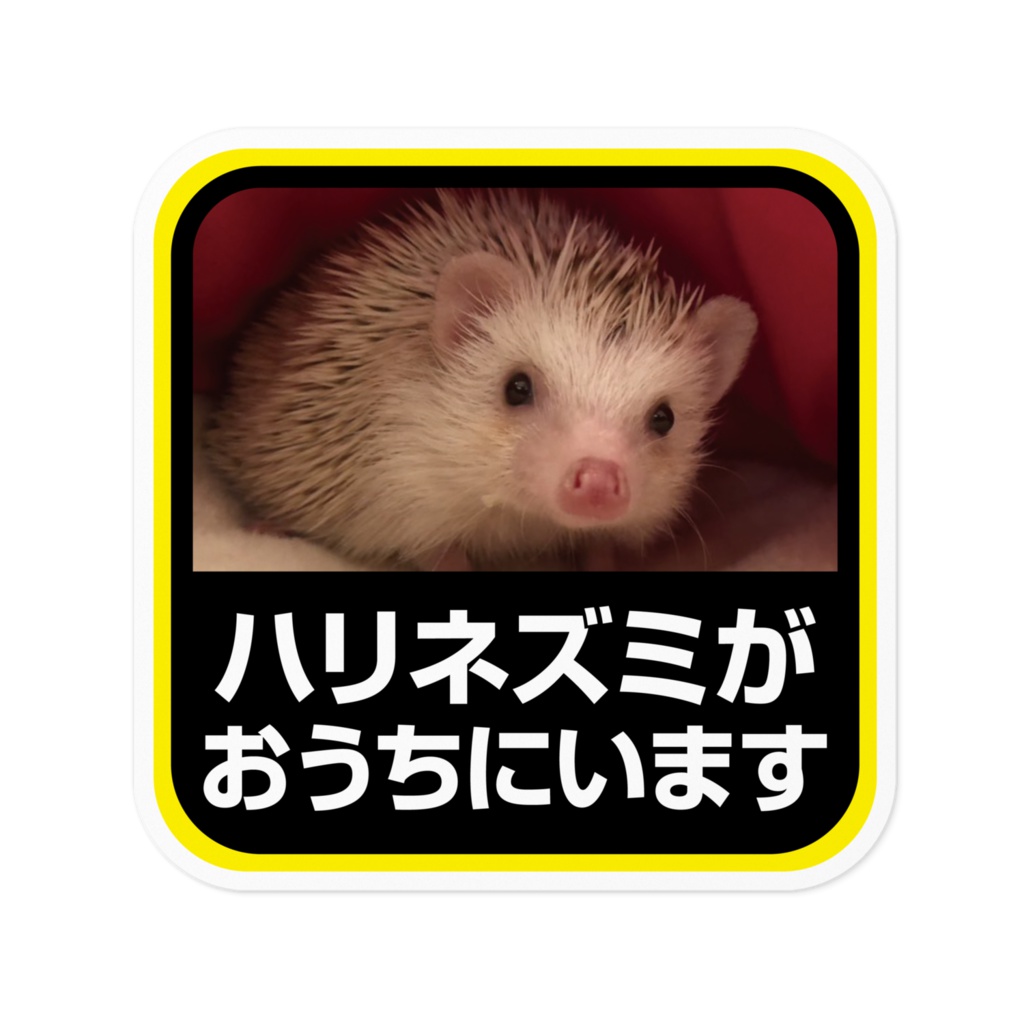 ハリネズミがおうちにいます