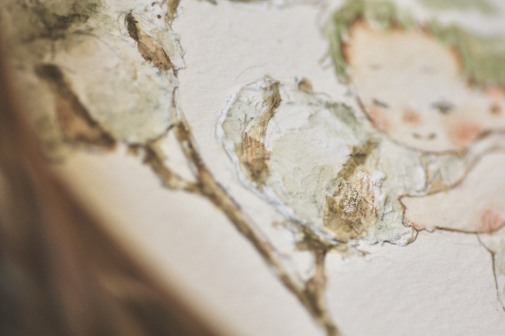 うらたらた『 ふわふわコットン 』原画