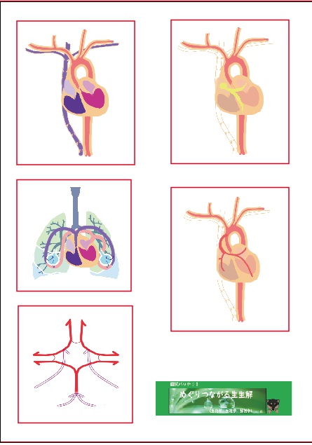 きそのき解剖生理学シール 2 循環器系 心臓 Motto 5948chiri Booth