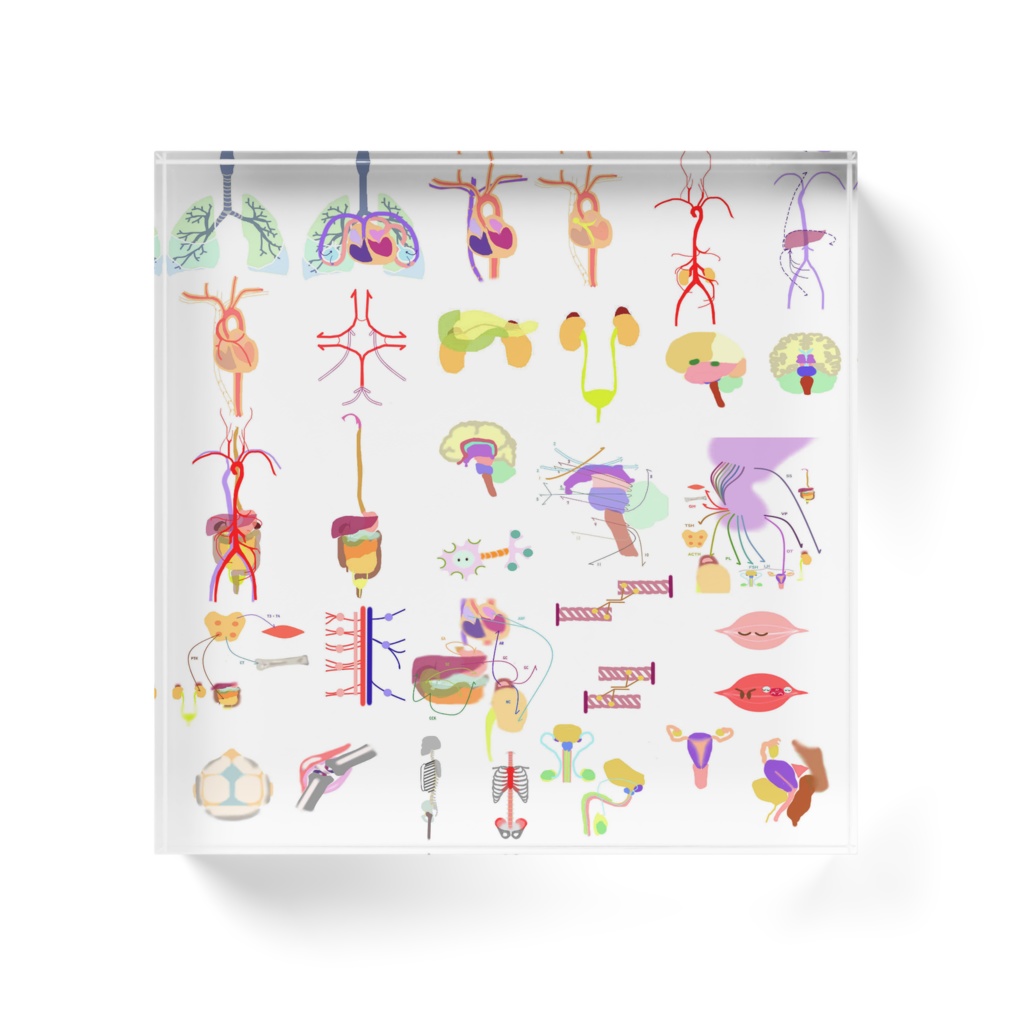 きそのき解剖生理学アクリルブロック