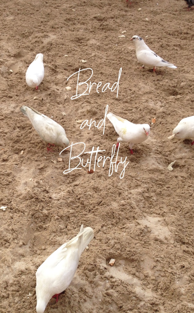 バタ付きパン蝶