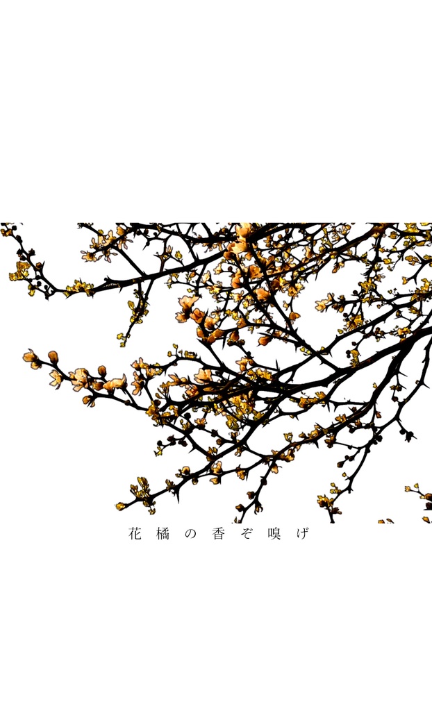 花橘の香ぞ嗅げ 【5/5'24】