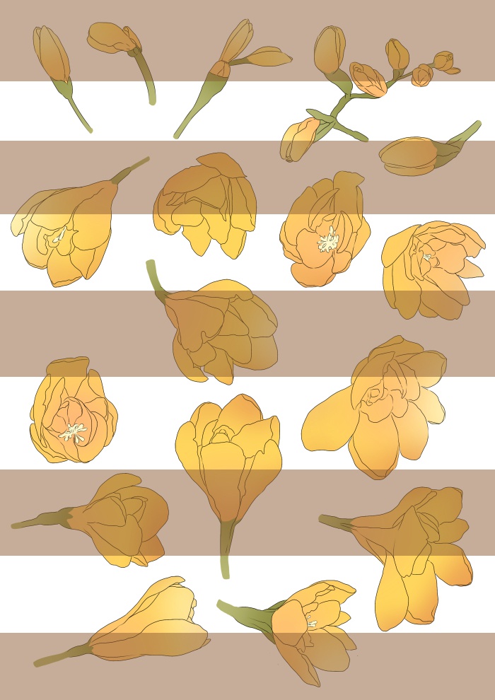 フリジアごブラシソース