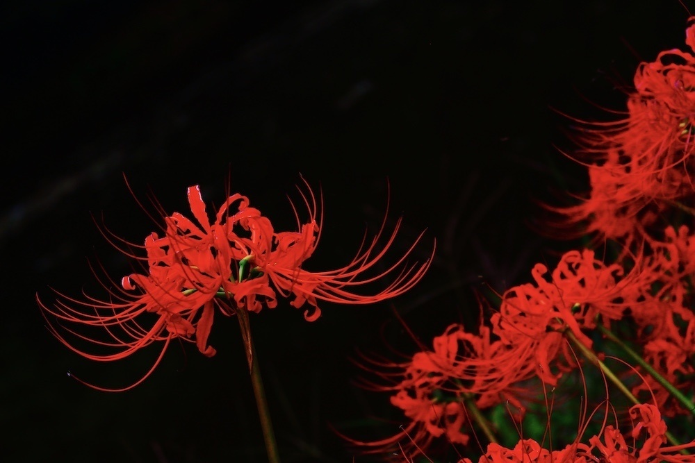 ホラー想定 和背景写真