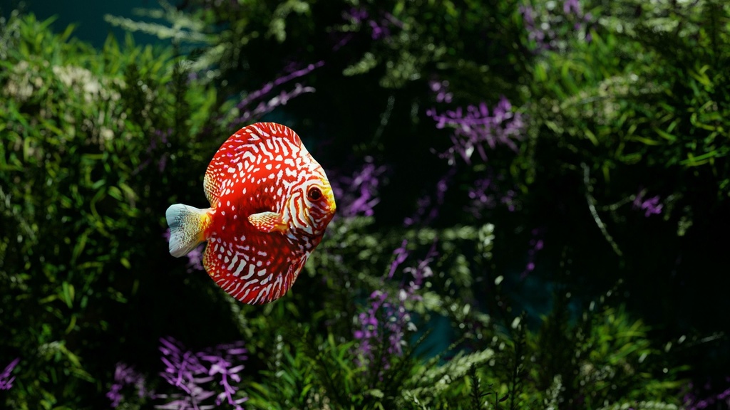 Coral And Creatures Collection fish 3D