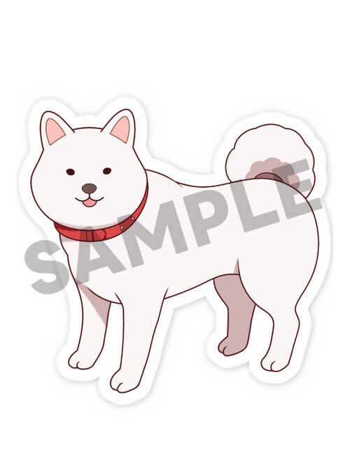 柴犬スマホステッカー 白柴