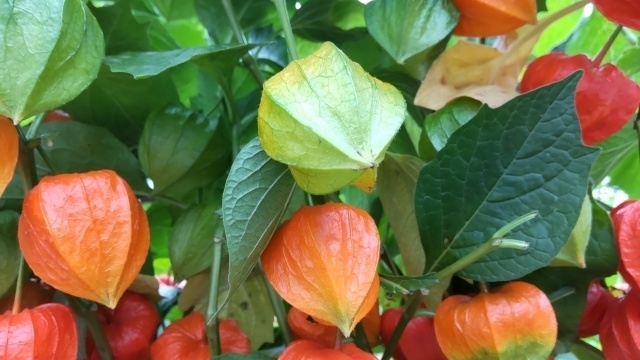 不思議の世界の短編集1