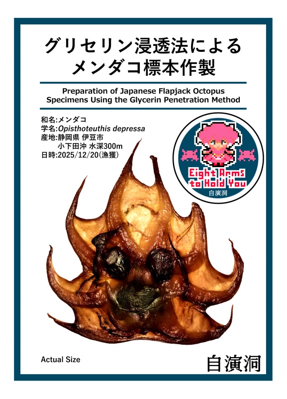 グリセリン浸透法によるメンダコ標本作製