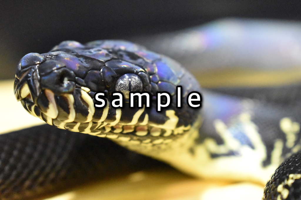 脱皮付きお写真プレート@爬虫類