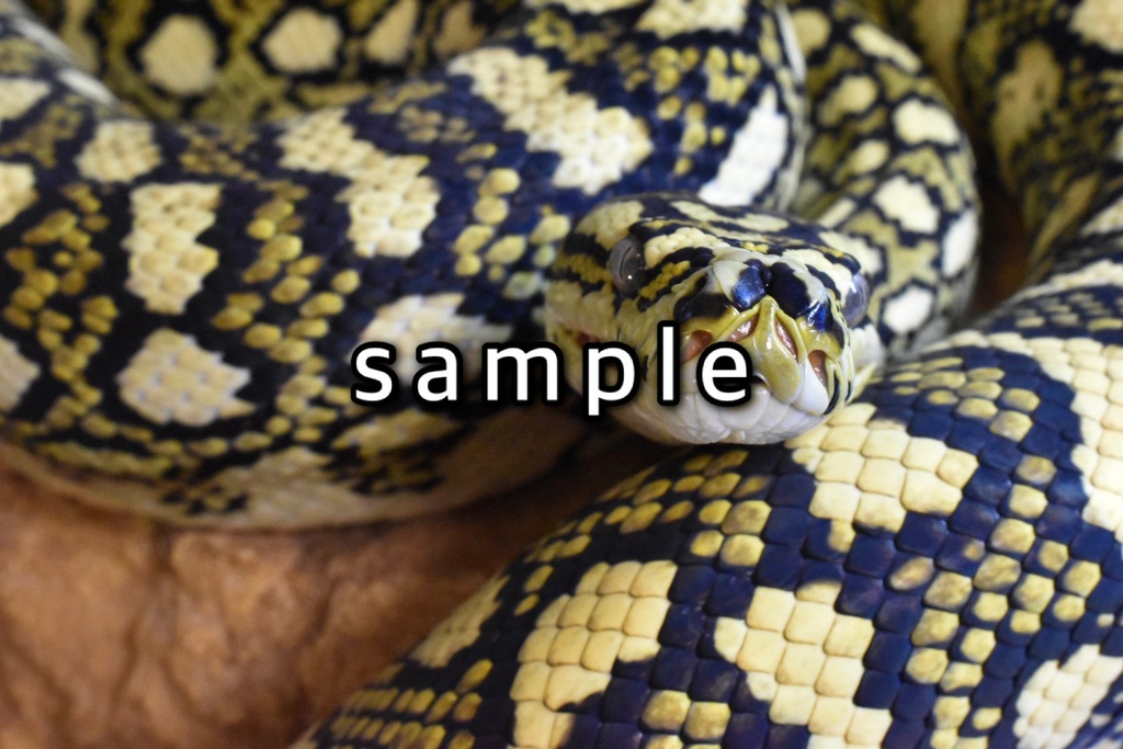 脱皮付きお写真プレート@爬虫類