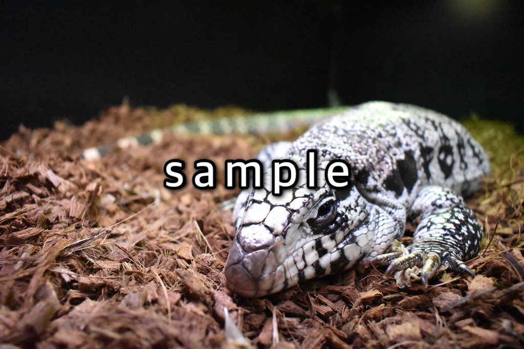 脱皮付きお写真プレート@爬虫類