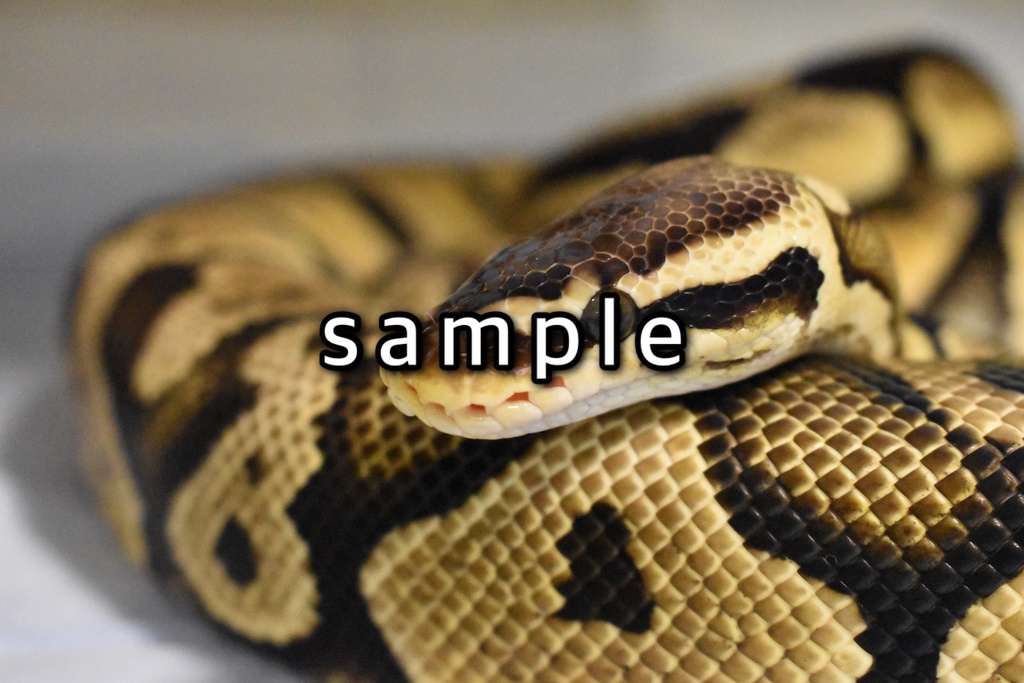 脱皮付きお写真プレート@爬虫類