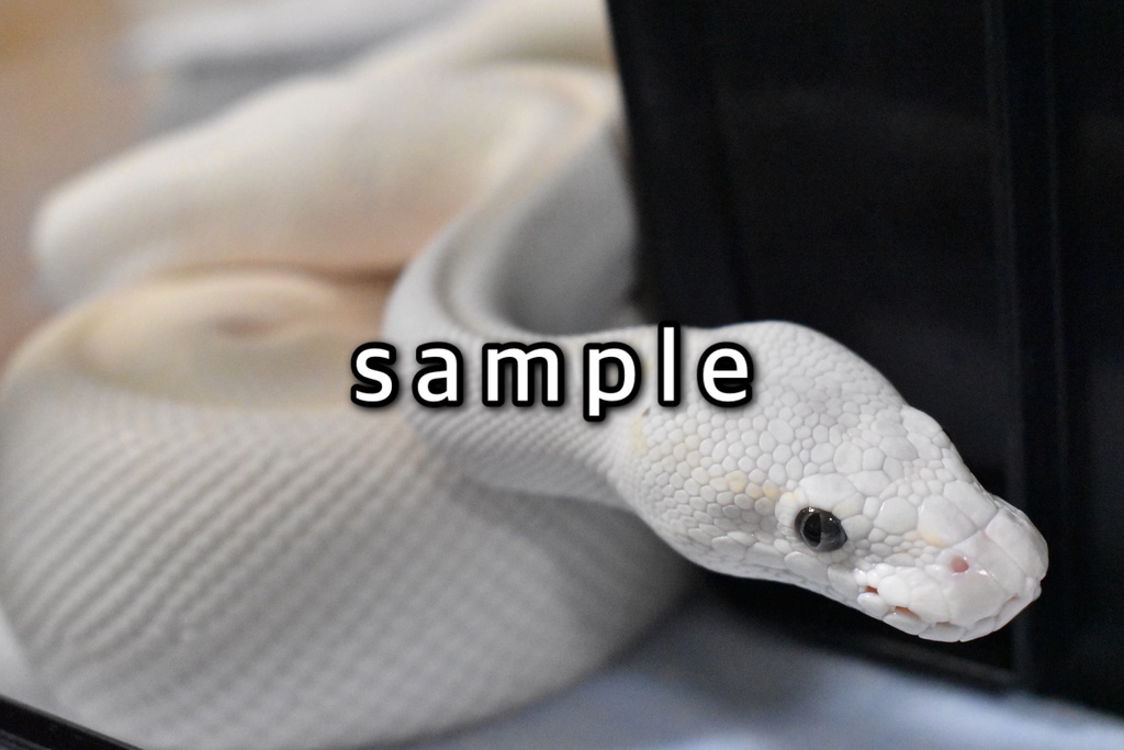 脱皮付きお写真プレート@爬虫類