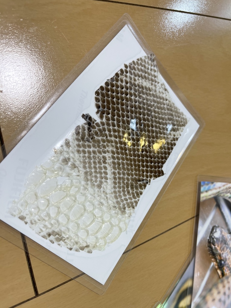 脱皮付きお写真プレート@爬虫類