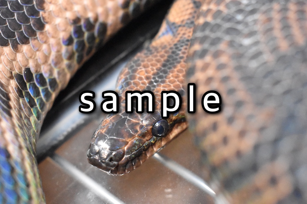 脱皮付きお写真プレート@爬虫類