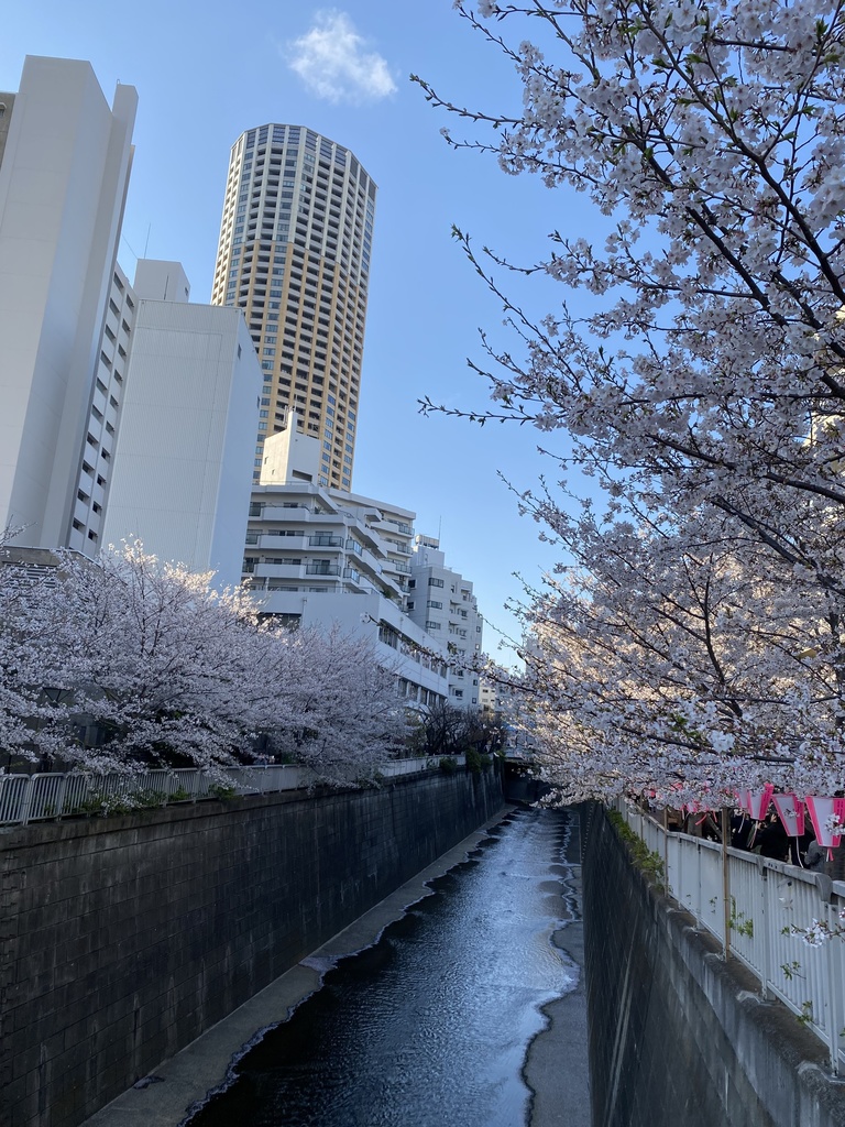 【クトゥルフ神話TRPG】卒業式　〜勝ち確ヤンデレ幼馴染vsほぼ負け確ヤンデレクラスメイト〜