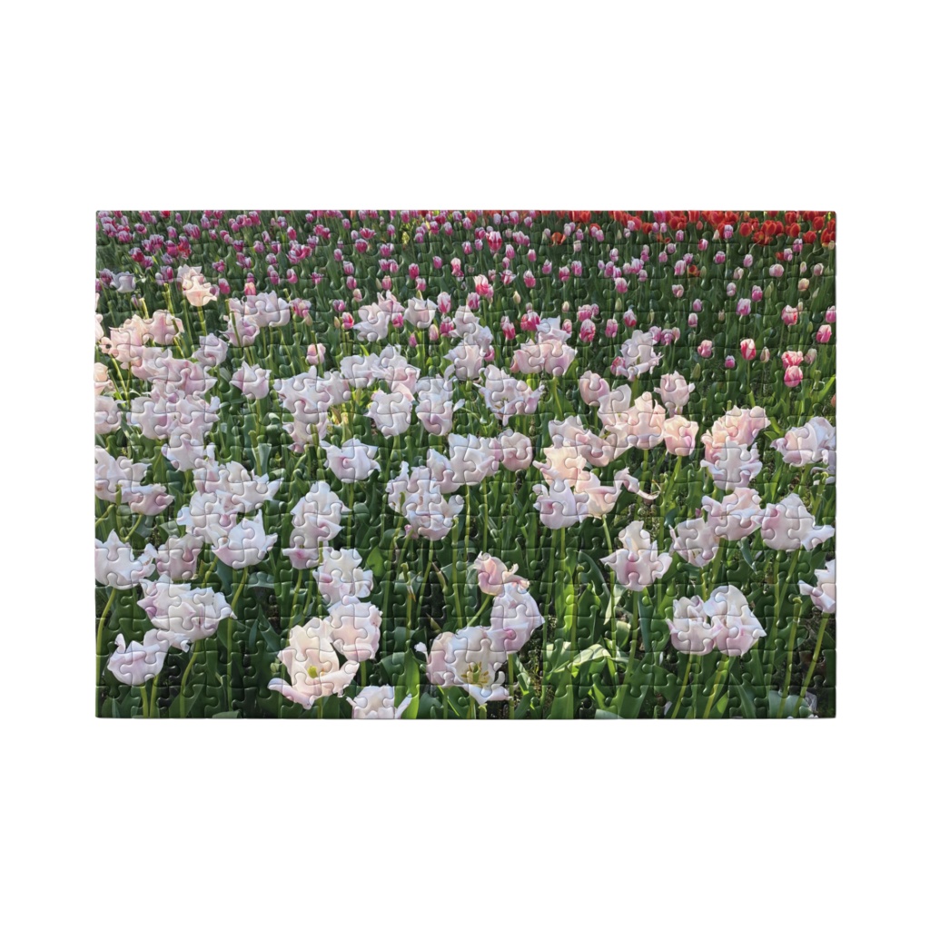 チューリップたち