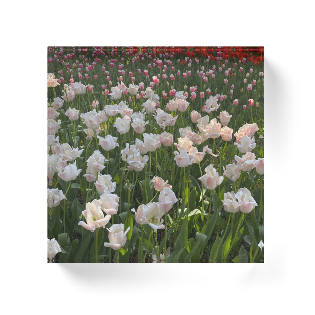 チューリップたち