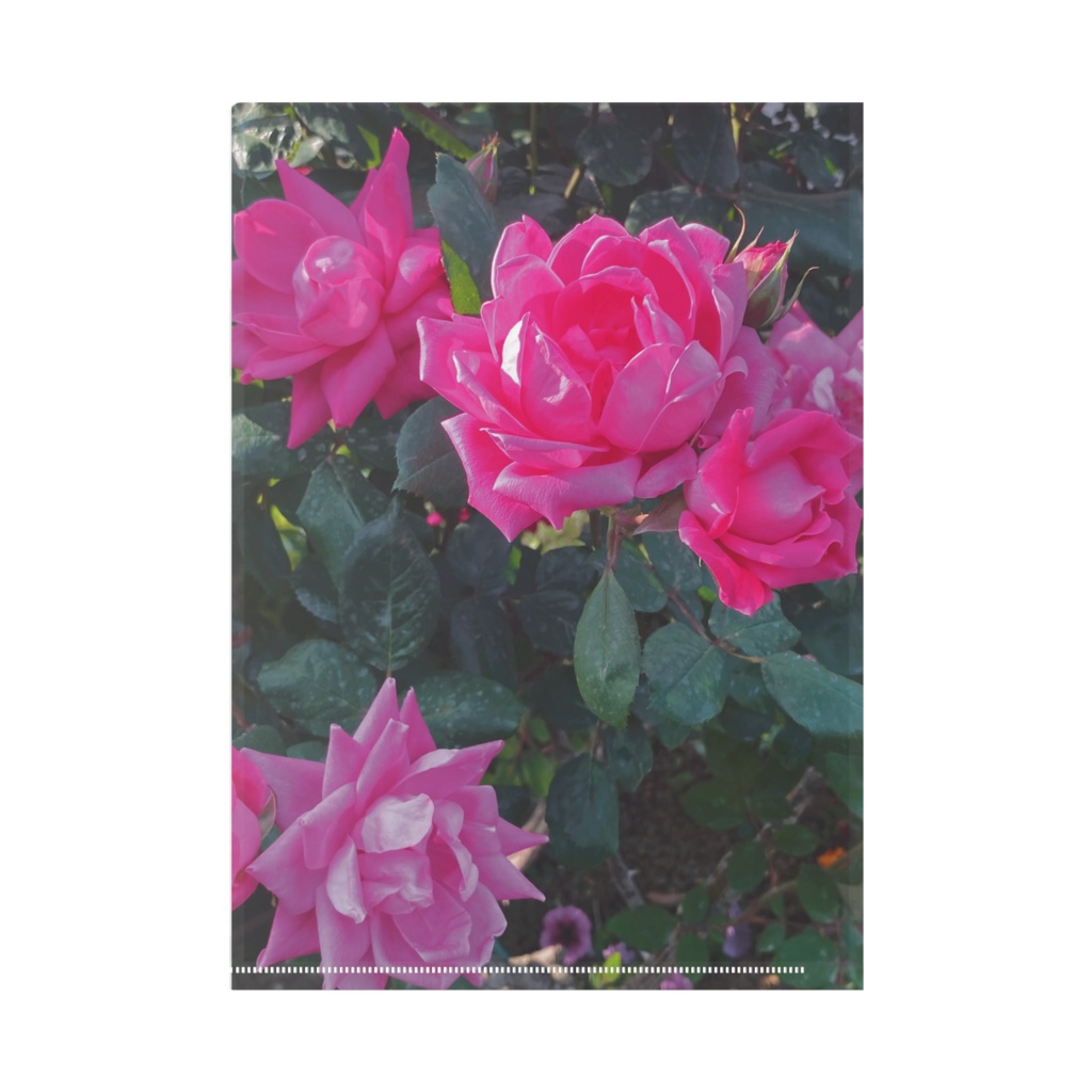 白とピンクのバラクリアファイル