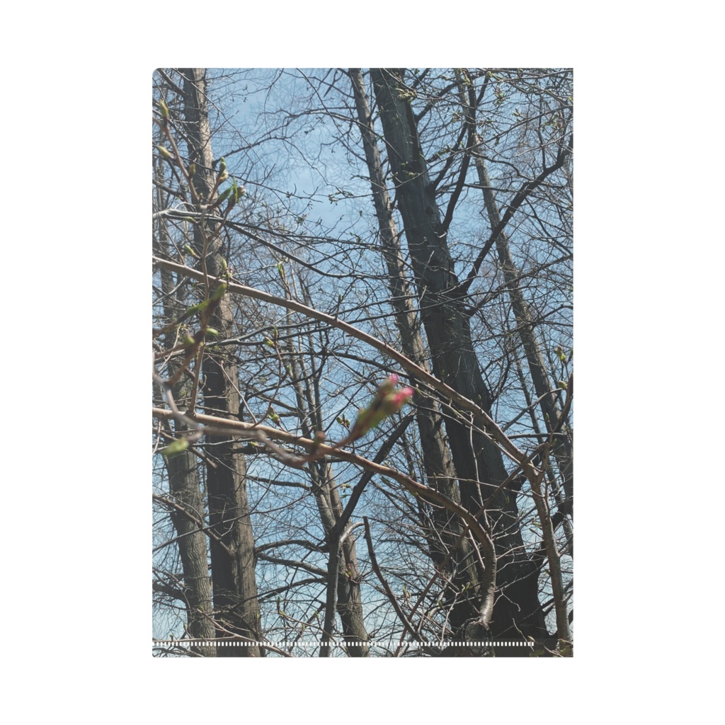 桜のつぼみクリアファイル