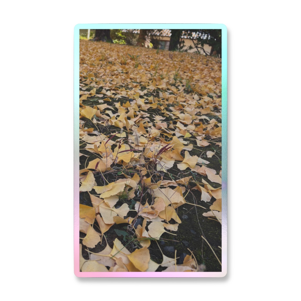 イチョウの絨毯