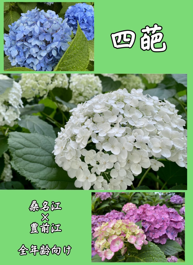 四葩
