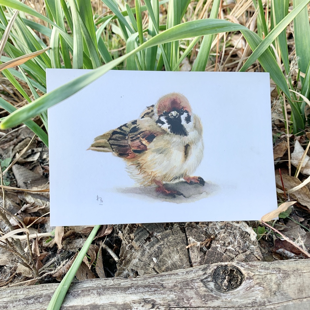 鳥たちのポストカードセット