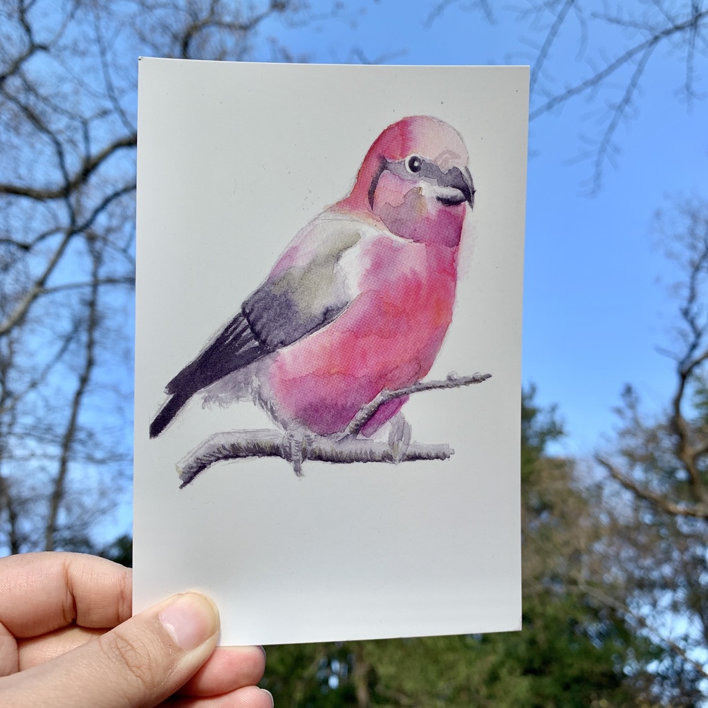 鳥たちのポストカードセット