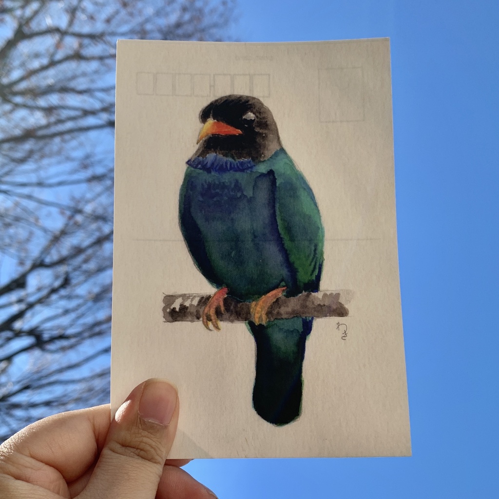 鳥たちのポストカードセット