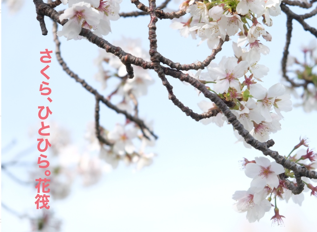 さくら、ひとひら。花筏