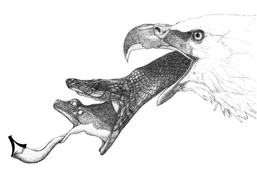 食物連鎖ステッカー