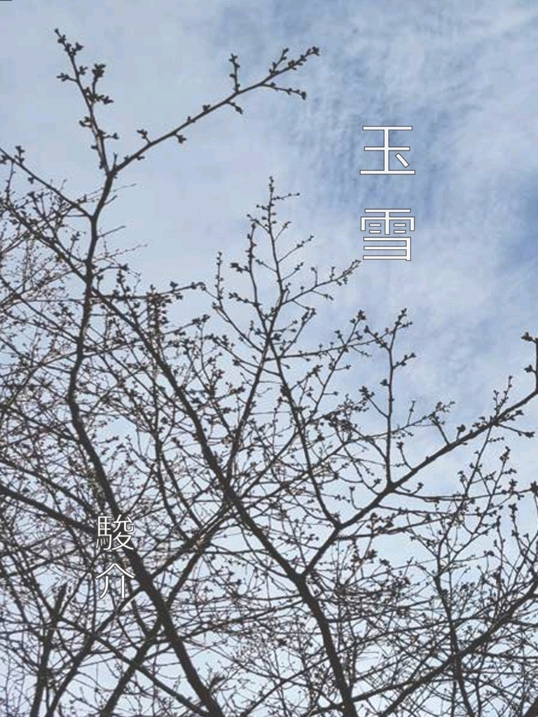玉雪