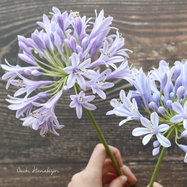 アガパンサスのクレイカッター Agapanthus Clay Cutter 2個セット