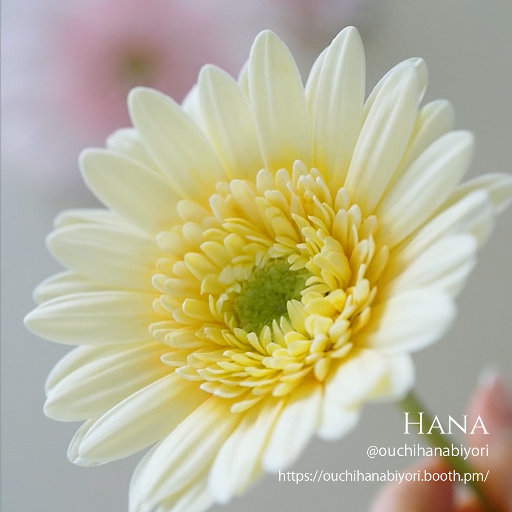 ガーベラの花びらカッター Gerbera Petal Cutter 3サイズセット